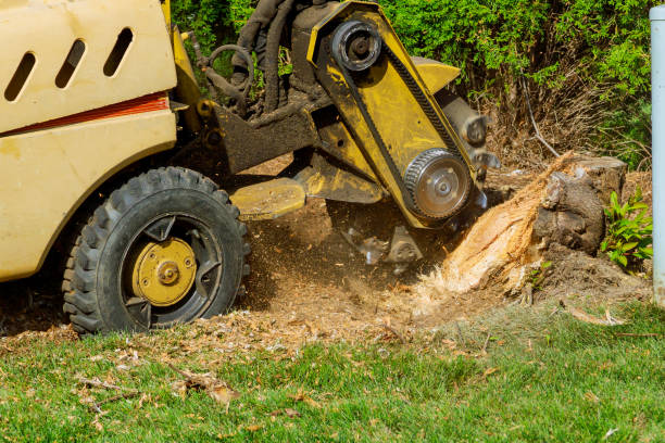 Best Fruit Tree Pruning  in Kihei, HI